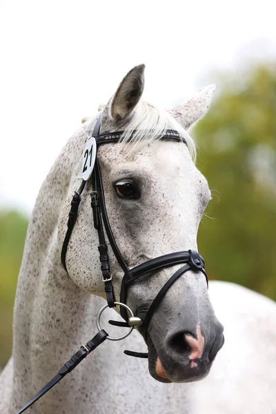 Safkan Gri Bir Atın Yüzü Güzel Gri Kısrağın Portresi Tek — Stok fotoğraf