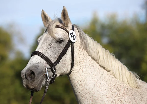 Face of a  purebred gray horse. Portrait of beautiful gray mare.  A head shot of a single horse. Grey horse close up portrait with braided mane on breeding test summer tiime