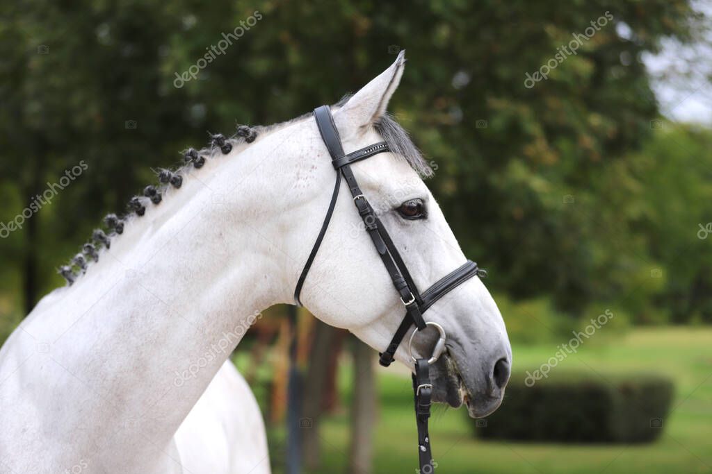 Face of a  purebred gray horse. Portrait of beautiful gray mare.  A head shot of a single horse. Grey horse close up portrait with braided mane on breeding test summer tiime