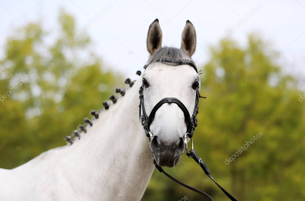 Face of a  purebred gray horse. Portrait of beautiful gray mare.  A head shot of a single horse. Grey horse close up portrait with braided mane on breeding test summer tiime