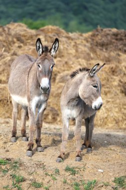 Eşek yazın mavi gökyüzünün altında doğada