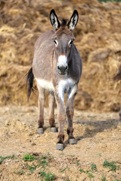 Burro Livre Natureza Sob Céu Azul Verão — Fotografia de Stock