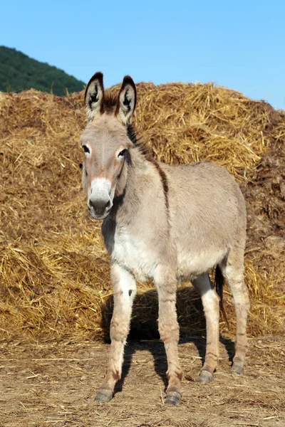 Beautiful Healthy Young Donkey Head Shot Closeup — Stock Photo, Image