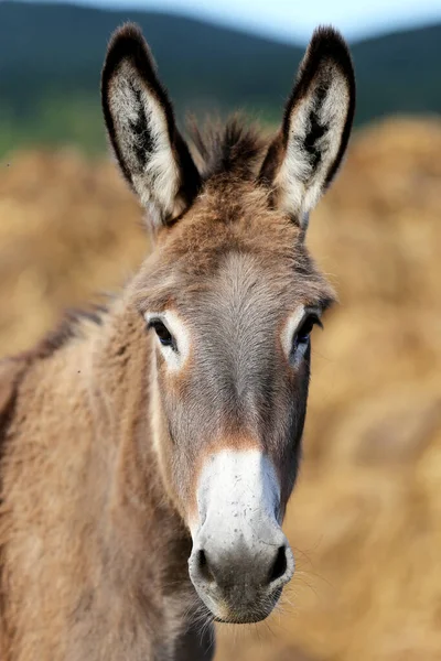 Burro Livre Natureza Sob Céu Azul Verão — Fotografia de Stock