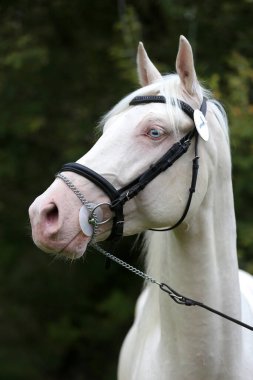 Perlino ya da cremello isabelline at safkan kısrağının portresi bulanık arka planda mavi gözlü