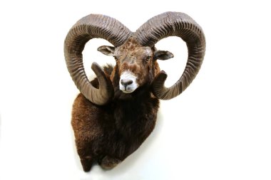 Head shot closeup of two adult male mouflon on the wall as taxidermy. Hunting trophy taxidermy detail objects isolated clipart