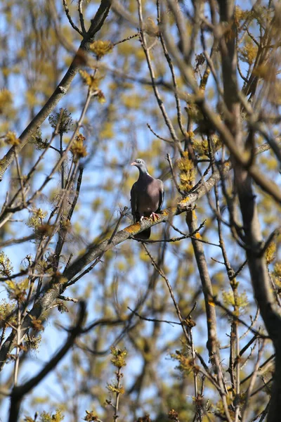 コロンバParumbus別名共通の木鳩座っている枝にぼやけた緑の背景 — ストック写真