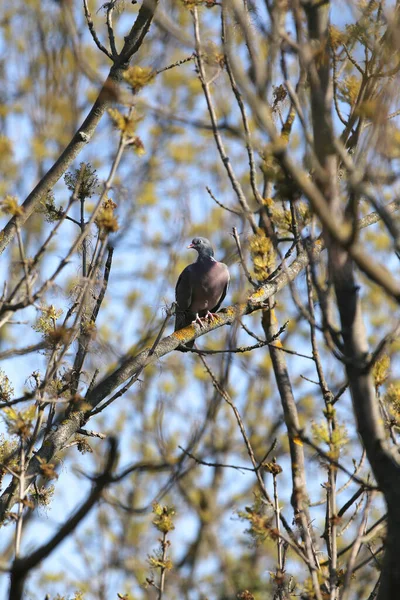 Columba Palumbus Aka Gemeine Waldtaube Sitzt Auf Ast Mit Verschwommenem — Stockfoto