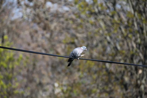Columba Palumbus Alias Pigeon Des Bois Commun Sur Fond Vert — Photo