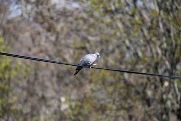 Columba Palumbus Alias Pigeon Des Bois Commun Sur Fond Vert — Photo