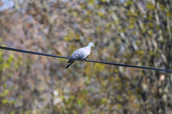 배경에 일반적 비둘기라고 불리는 컬럼바 — 스톡 사진