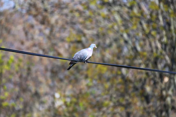 Columba Palumbus Aka Gemeine Waldtaube Auf Verschwommenem Grünem Hintergrund — Stockfoto