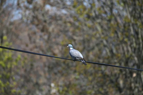 Columba Palumbus Aka Gemeine Waldtaube Auf Verschwommenem Grünem Hintergrund — Stockfoto