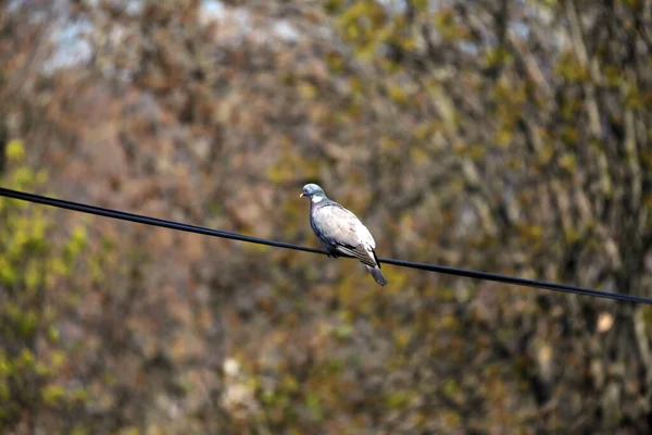 Columba Palumbus Aka Paloma Madera Común Sobre Fondo Verde Borroso — Foto de Stock