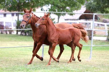 Güzel safkan tay ve kısrak yaz mevsiminde çiftleşme etkinliklerinde bir aradalar.