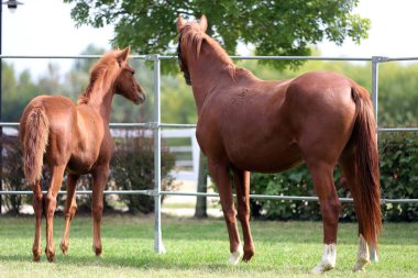 Güzel safkan tay ve kısrak yaz mevsiminde çiftleşme etkinliklerinde bir aradalar.