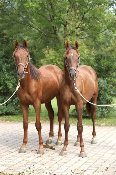 Two Beautiful Young Thoroughbred Foals Waiting New Owners Breeders Event — Stock Photo, Image