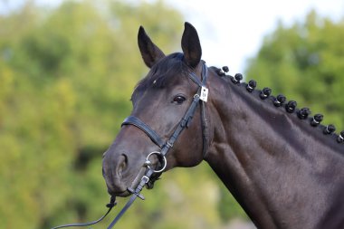 Hayvan çiftliğinde poz veren safkan genç bir at. Açık havada, safkan genç bir yarış atının portresi. Genç bir evcil atın yakın çekimi. 