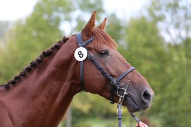 Hayvan çiftliğinde poz veren safkan genç bir yarış atı. Saf ve genç bir kestanenin açık havada portresi. Genç bir evcil atın yakın çekimi. 