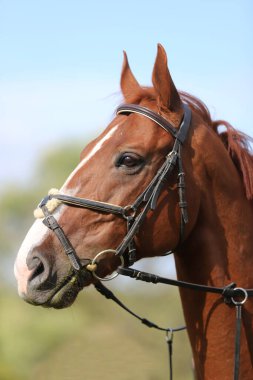 Hayvan çiftliğinde poz veren safkan genç bir yarış atı. Saf ve genç bir kestanenin açık havada portresi. Genç bir evcil atın yakın çekimi. 