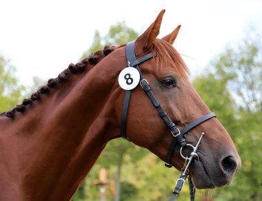 Hayvan çiftliğinde poz veren safkan genç bir yarış atı. Saf ve genç bir kestanenin açık havada portresi. Genç bir evcil atın yakın çekimi. 