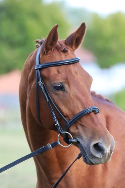 Hayvan çiftliğinde poz veren safkan genç bir yarış atı. Saf ve genç bir kestanenin açık havada portresi. Genç bir evcil atın yakın çekimi. 