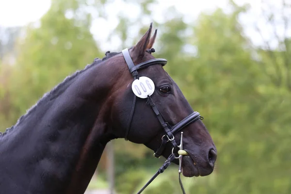 Väluppfostrad Ung Häst Som Poserar Djurfarmen Porträtt Renrasig Ung Tävlingshäst — Stockfoto