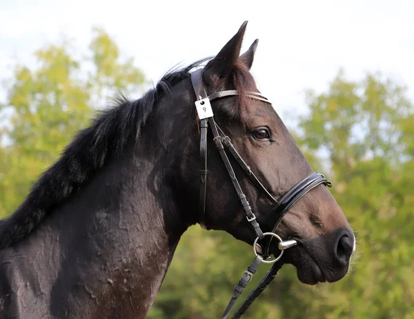 アニマルファームでは 徹底的に飼育された若い馬がポーズ 屋外で純血種の若いレース馬の肖像画 若い国内馬の閉鎖 — ストック写真