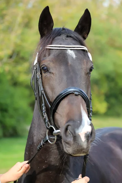 Thoroughbred young horse posing at animalfarm. Portrait of a purebred young race horse outdoors. Closeup of a young domestic horse