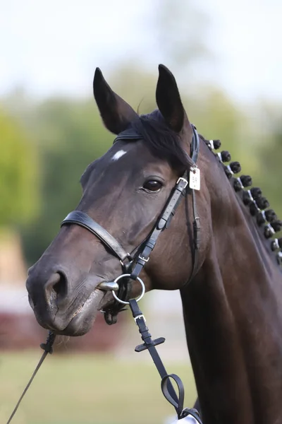 Caballo Joven Pura Raza Posando Una Granja Animales Retrato Joven —  Fotos de Stock