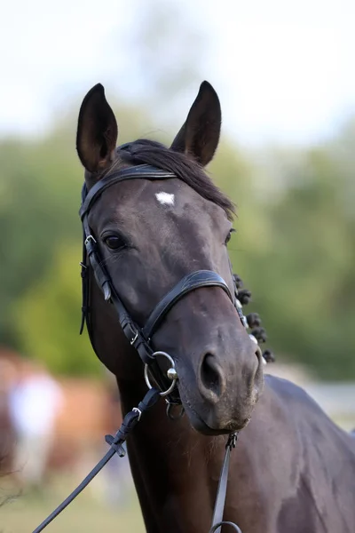 Caballo Joven Pura Raza Posando Una Granja Animales Retrato Joven — Foto de Stock