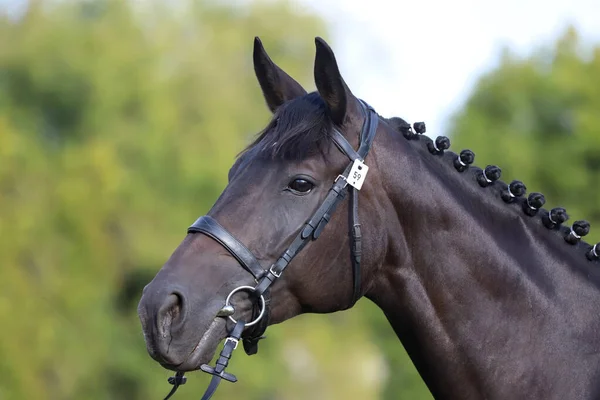 Giovane Cavallo Razza Posa Presso Allevamento Animali Ritratto Giovane Cavallo — Foto Stock