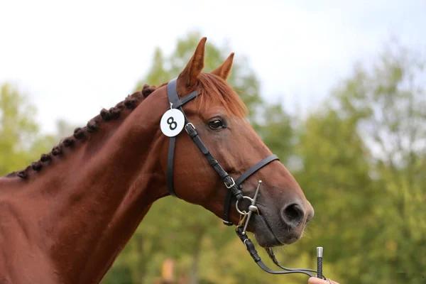 Thoroughbred young race horse posing at animal farm. Portrait of a purebred young  chestnut outdoors. Closeup of a young domestic horse