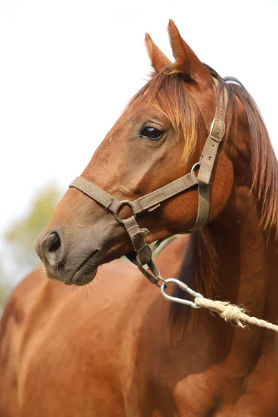 Plnokrevný Mladý Závodní Kůň Pózující Zvířecí Farmě Portrét Čistokrevného Mladého — Stock fotografie