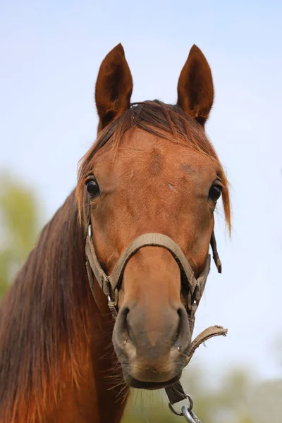 動物農場でポーズをとっている徹底した繁殖の若い競走馬 屋外で純血種の若い栗の肖像画 若い国内馬の閉鎖 — ストック写真