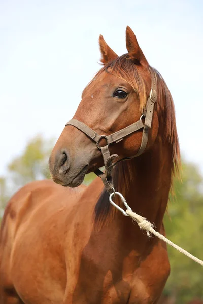 動物農場でポーズをとっている徹底した繁殖の若い競走馬 屋外で純血種の若い栗の肖像画 若い国内馬の閉鎖 — ストック写真