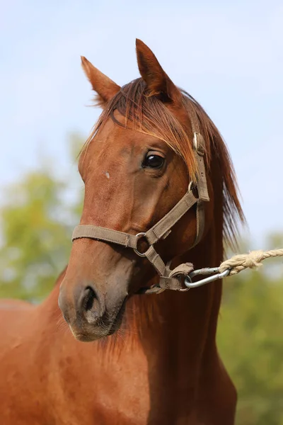 Thoroughbred Young Race Horse Posing Animal Farm Portrait Purebred Young — Stock Photo, Image