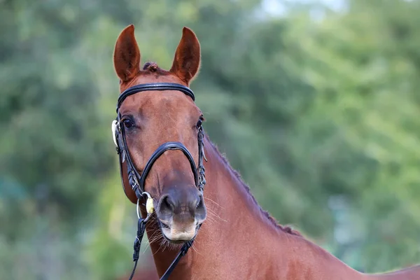 動物農場でポーズをとっている徹底した繁殖の若い競走馬 屋外で純血種の若い栗の肖像画 若い国内馬の閉鎖 — ストック写真