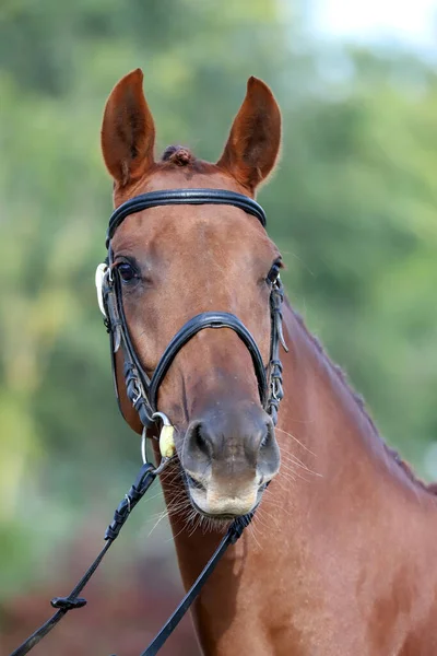 Pur Sang Jeune Cheval Course Posant Ferme Animale Portrait Jeune — Photo