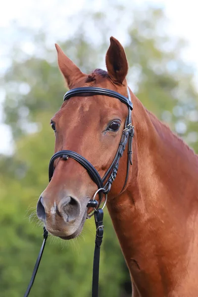 Een Volbloed Jong Renpaard Dat Poseert Een Dierenboerderij Portret Van — Stockfoto