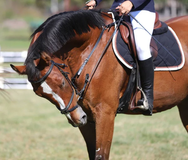 鞍赤い馬の後ろ 馬術スポーツ 馬場馬術馬 知られていないライダーの背中に乗って混乱と種牡馬 — ストック写真