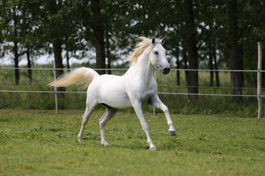Grey colored purebred andalusian horse with long mane galloping across green pasture clipart