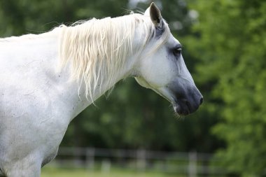 Uzun yeleli gri safkan Endülüs atı yeşil çayırlarda dört nala koşuyor.