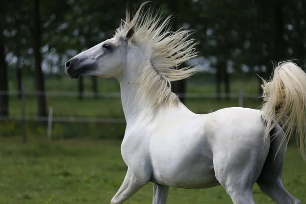 Caballo Andaluz Raza Pura Color Gris Con Melena Larga Galopando —  Fotos de Stock