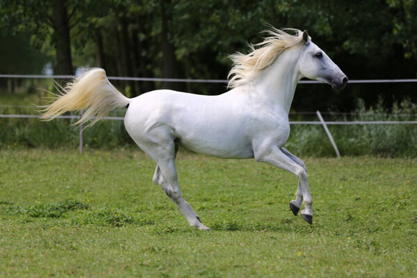 Серый породистый андалузский конь с длинной гривой, скачущей по зеленому пастбищу
