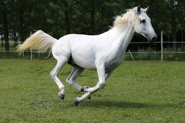 緑の牧草地を横切って長い男のギャロップとグレー色の純血アンダルシアの馬 — ストック写真