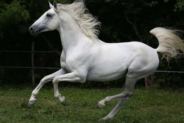 Grey Colored Purebred Andalusian Horse Long Mane Galloping Green Pasture — Stock Photo, Image