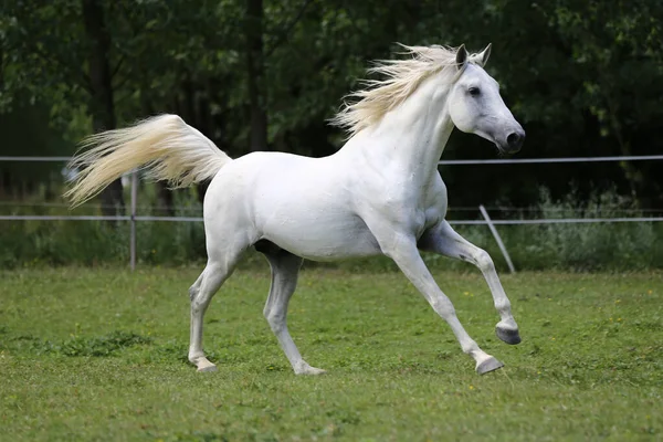 灰白色的纯种马 长毛飞驰而过绿色的牧场 — 图库照片