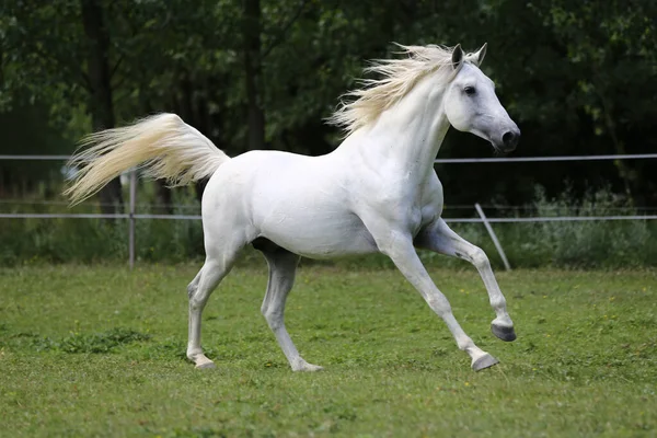 Grå Färgad Renrasig Andalusisk Häst Med Lång Mane Galopperande Över — Stockfoto