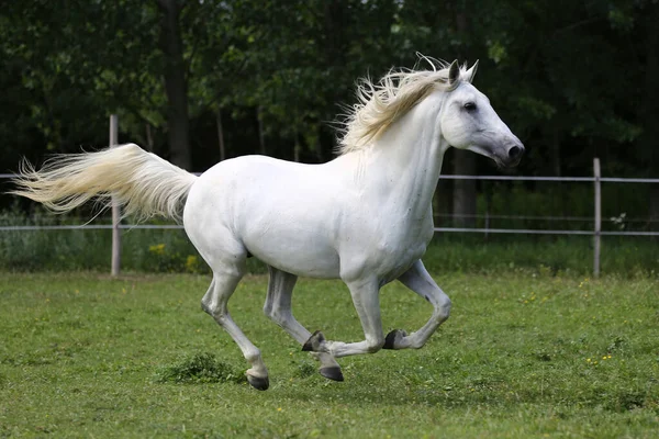 Cavallo Andaluso Razza Grigia Con Criniera Lunga Galoppante Attraverso Pascolo — Foto Stock